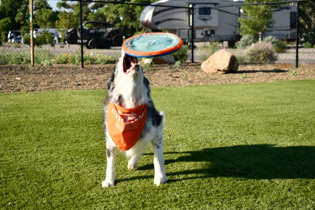 A dog wearing an orange bandana leaps to catch a flying disc in its mouth. The background shows a grassy area with a fence, trees, and a trailer.