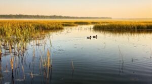 Tranquil vernal pool in East Texas with wild rice and marsh grasses, two ducks on calm water, soft golden sunlight, and distant tree line in the background