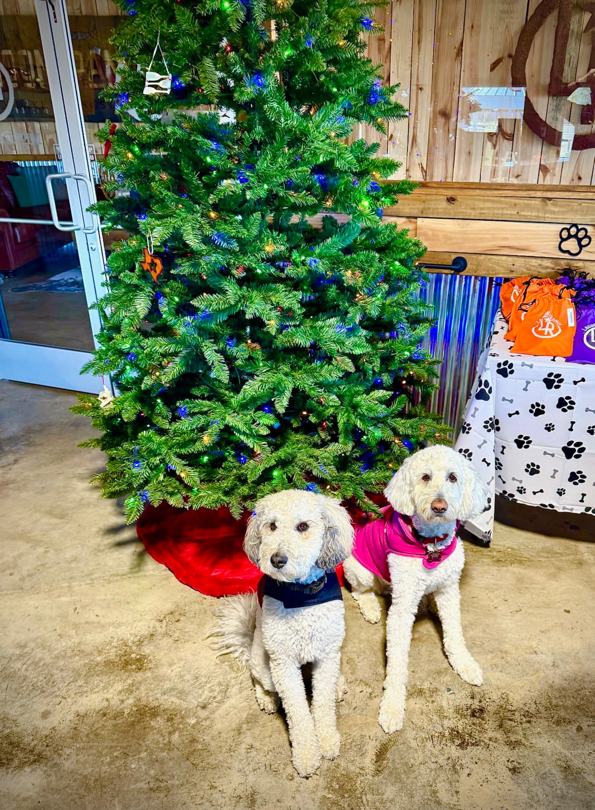 Two white poodles wearing sweaters sit in front of a decorated Christmas tree indoors, with gift bags and paw-print decor in the background.