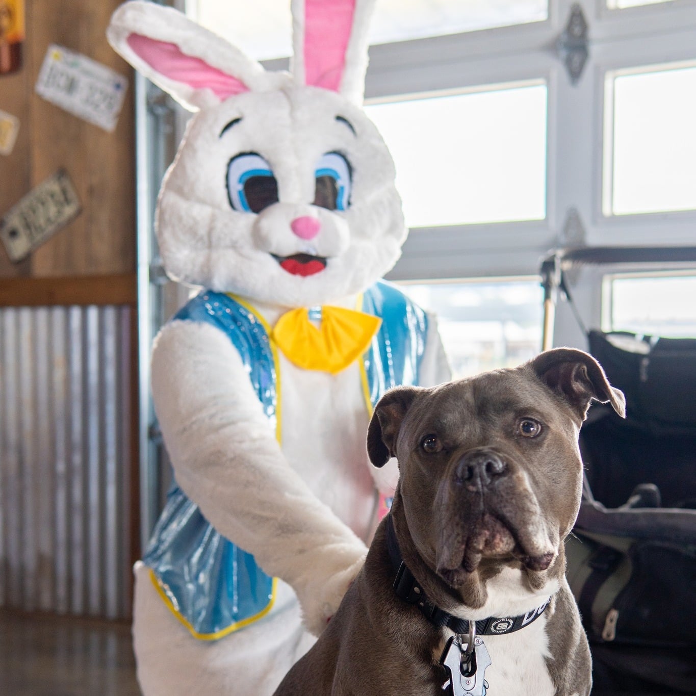 A person in a blue and white bunny costume stands indoors behind a gray dog wearing a collar, with a garage door in the background.