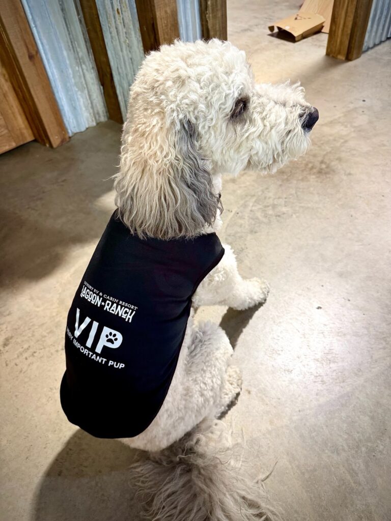 A white curly-haired dog sits indoors on a concrete floor, wearing a black shirt that reads "Waggin’ Ranch VIP Very Important Pup.